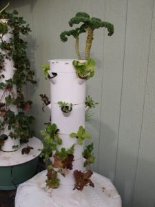 Tower Garden cleaning and growing a new crop for the winter months.