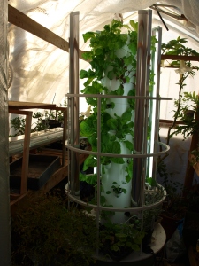 Photos of my Tower Garden producing food that is feeding us this winter.